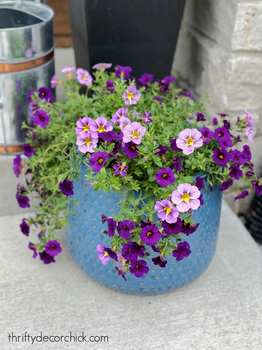 light and dark purple flowers